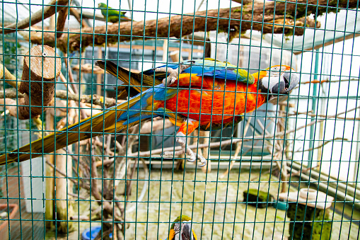 Caged macaw on a branch in Ecuadorian amazon. Common names: Guacamayo or Papagayo. Scientific name: Ara macao
