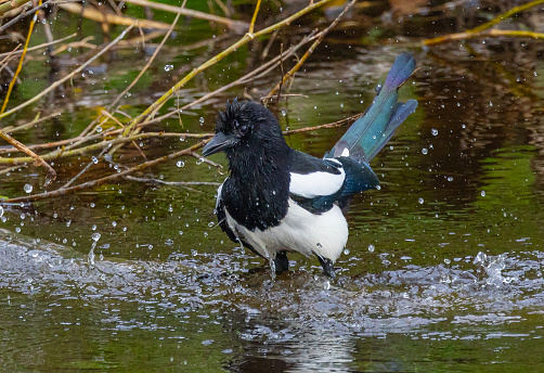 Eurasian magpie bathing  {Pica pica}