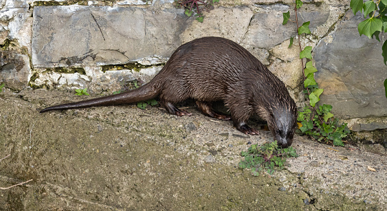 The North American river otter (Lontra canadensis), also known as the northern river otter and river otter, is a semiaquatic mammal that lives only on the North American continent, along its waterways and coasts. Montana.