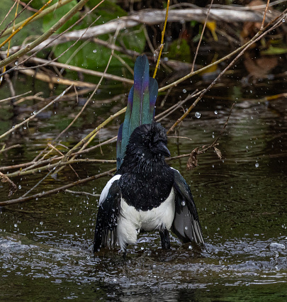 Eurasian magpie bathing  {Pica pica}