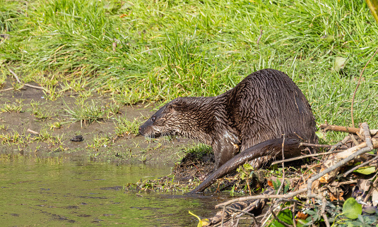 Common otter  {Lutra lutra}