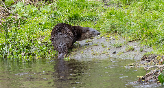 Common otter  {Lutra lutra}
