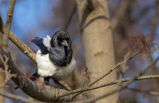 Eurasian magpie   {Pica pica}