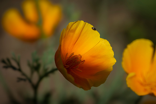 close up of two bright yellow welsh poppy flowers against sunlit green background