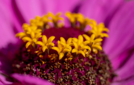 A close up of a Zinnia with pink flower and yellow florets in Stukeley Meadows Nature Reserve Huntingdon, Cambridgeshire