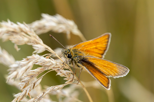 Large skipper butterfly on dry grass stems.