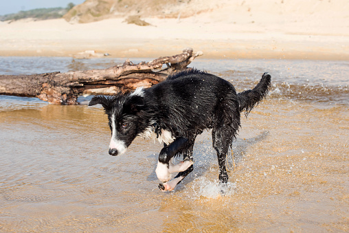 Borders collie running and jumping into the sea.