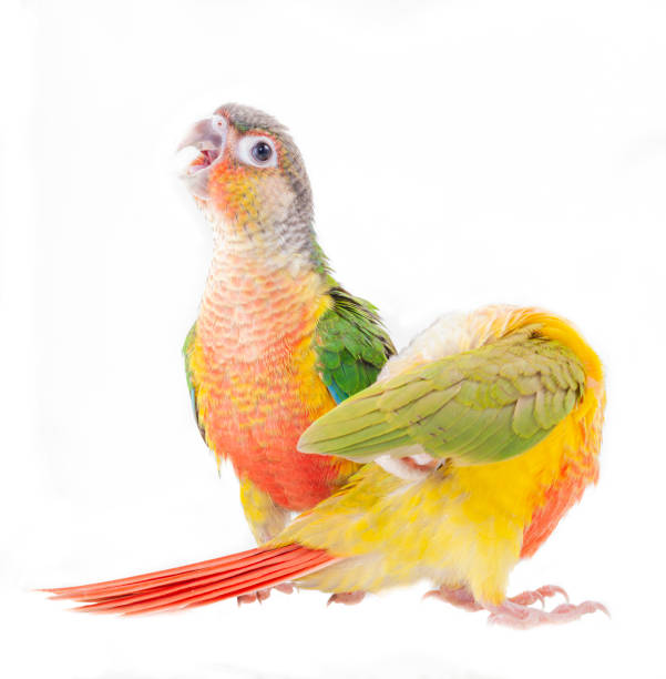 Pyrrhura molinae  portrait on white backgroundGreen-cheeked parakeet