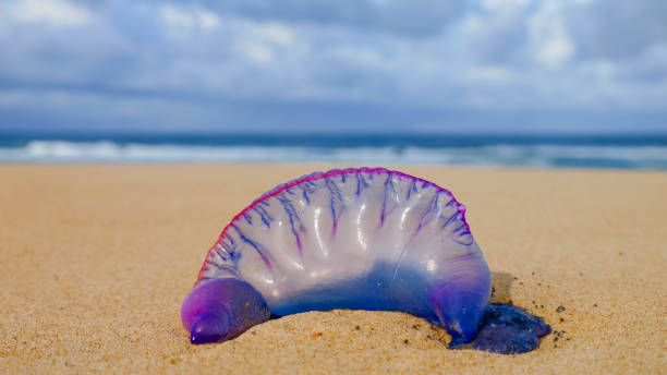 istock Atlantic coast: physalia, stinging jellyfish, wash up on the beaches. 2149698739