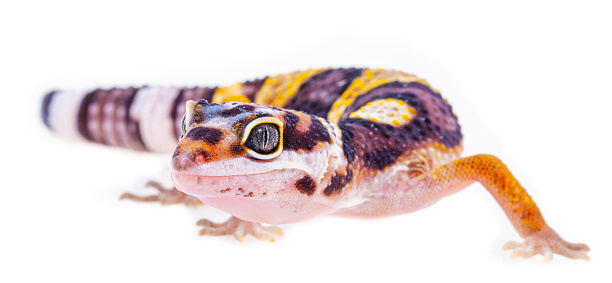 Leopard Gecko in close up image, with white background and amazing vivid colors.