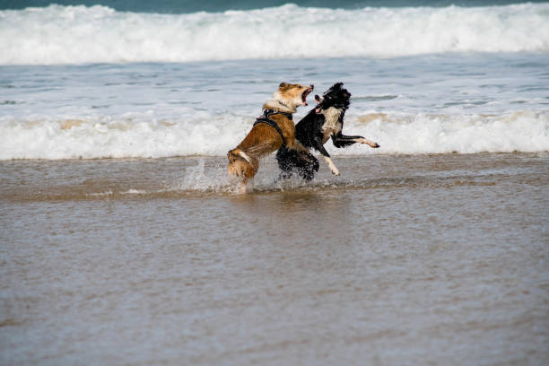 istock Borders collies arguing on the sunny beach. 2149698744