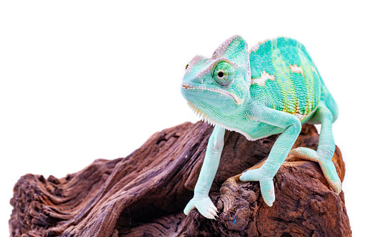 Calyptratus chameleon on white background, green vivid color
