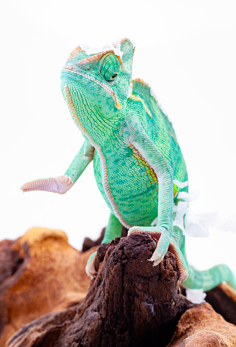 A baby Ambilobe Panther Chameleon is shooting out his tongue to catch a cricket.