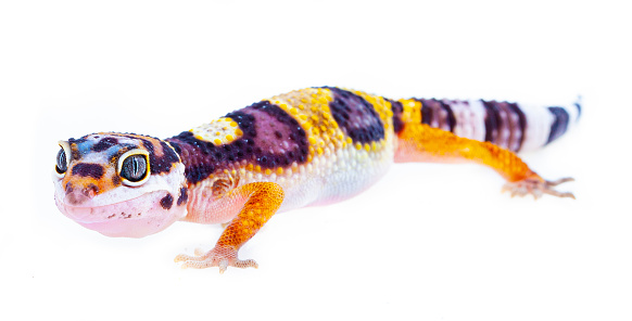 Leopard Gecko in close up image, with white background and amazing vivid colors.