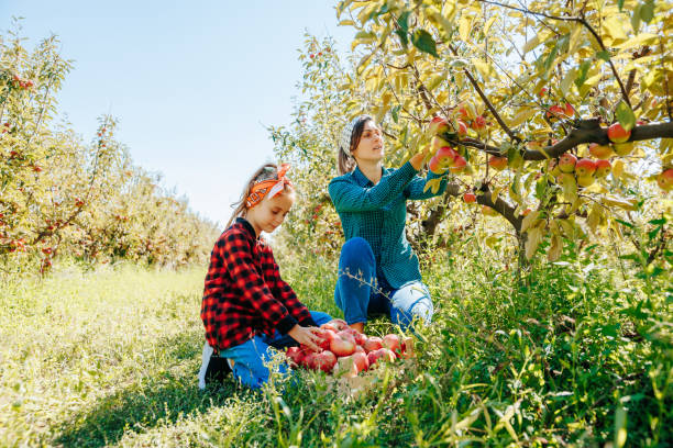 istock A group of people picking apples and having fun in a delightful orchard 2149699948