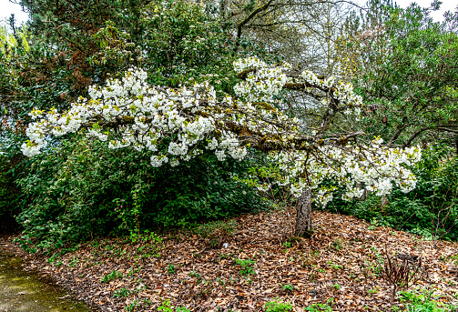 White fflowers bloom on a tree in a garden in Seatac, Washington.