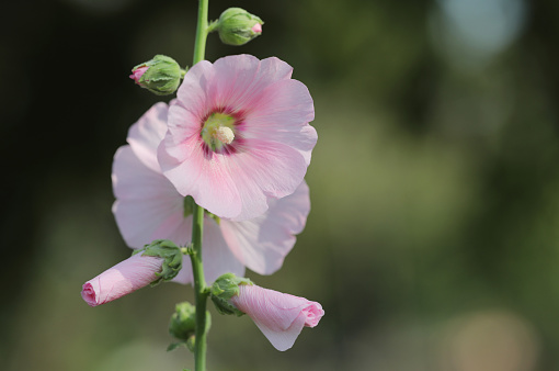 Pink hollyhock flower with green garden background