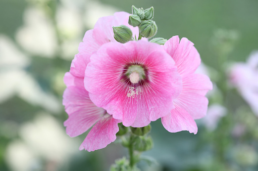 Pink hollyhock flower with green garden background