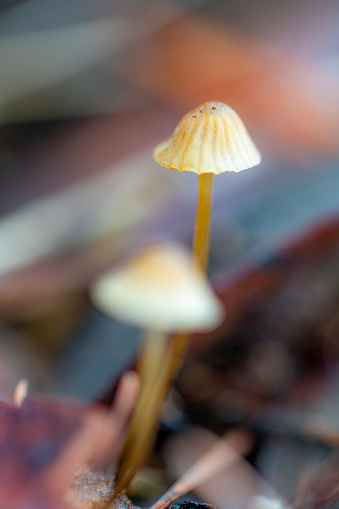 Mycena mushrooms growing in close range shot, macro.