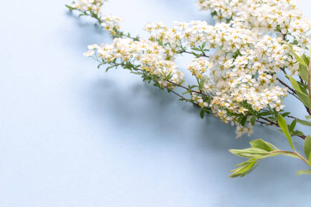 istock small white cherry flowers on a branch on a plain blue background, Spiraea spring blooming;scattered flowers, blowing wind effect 2149702295
