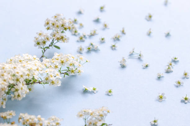 istock small white cherry flowers on a branch on a plain blue background, Spiraea spring blooming;scattered flowers, blowing wind effect 2149702407