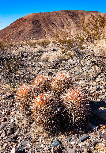 Cottontop cactus (Echinocactus polycephalus), Cacti in the stone desert in the foothills, Arizona