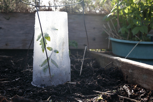 to protect from frost, cold temperatures and rain. Plastic containers placed over young plant seedling in garden bed. Spring garden. Selective focus.