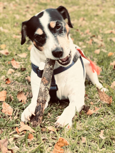 istock Jack Russell enjoying a nice piece of wood 2149703539