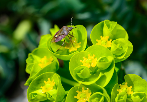 Sloe bug or hairy shieldbug (Dolycoris baccarum), A bug on garden milkweed collects nectar in the garden in early spring, Ukraine