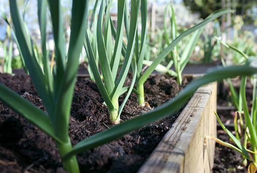 Group of large leek plants in raised garden bed. Known as scallion, green onion or  Allium porrum. Selective focus on one leek in the middle.