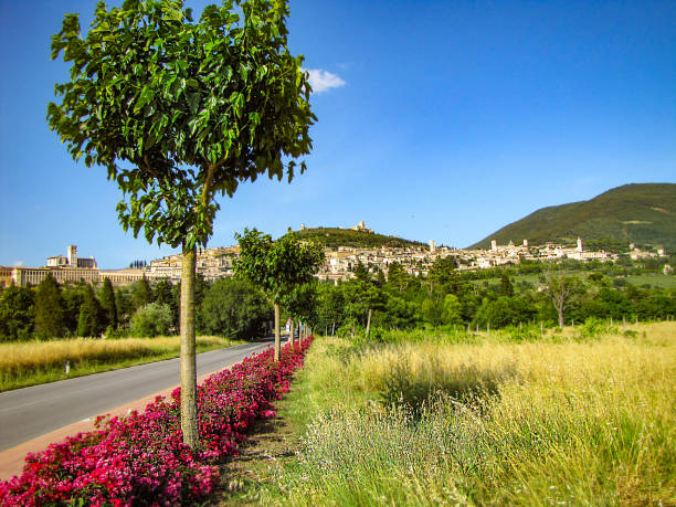 Behold the panoramic vista of Assisi, where a scenic road adorned with lush trees and vibrant red flowers guides the way to this historic town, nestled amidst the rolling hills of Italy.