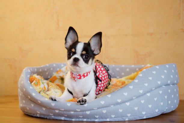istock Chihuahua dog posing in a pet bed. 2149704438
