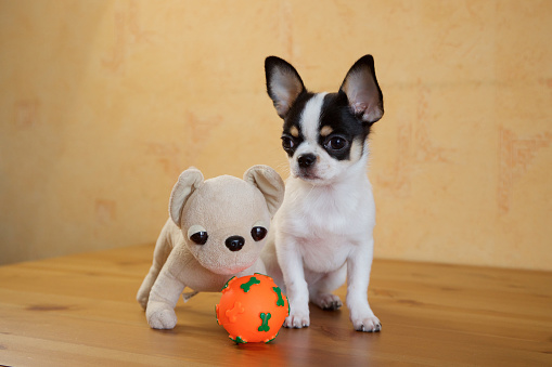 Cute Chihuahua puppy with big ears sitting next to an orange ball on a wooden floor against a yellow wall.