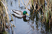 Mallard duck in a pond among reeds against the backdrop of water reflections.