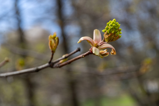 Buds and unfurling leaves on a tree branch against the blurred background of a spring forest.