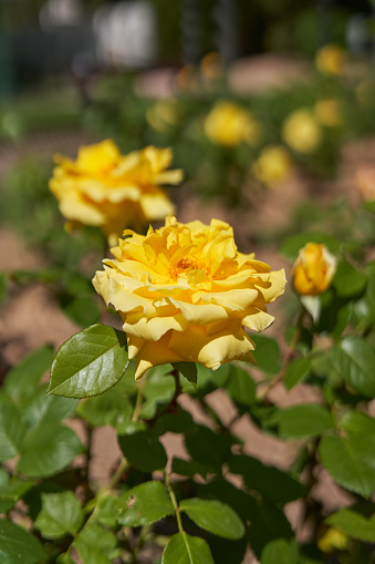 Yellow rose on a field of roses in an out-of-focus background