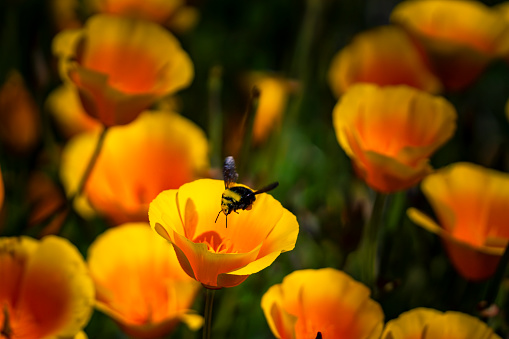 Bumblebee collect nectar in poppies field