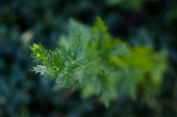Abstraction growing green leaves on a light backgrod