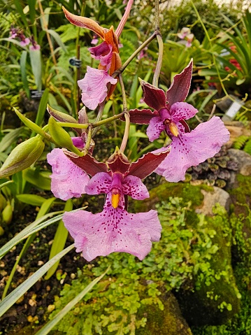 Fuchsia orchid