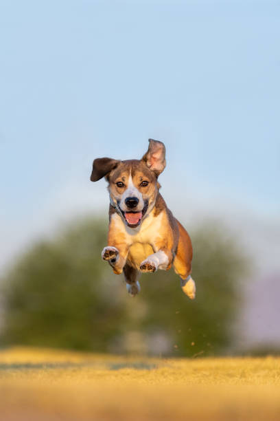 istock Mixed breed dog smiling and running at the park 2149707605