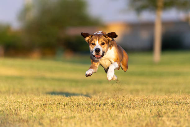 istock Dog caught in mid-air while running in the grass at the park 2149707622