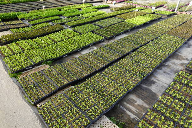 Aerial view of agricultural field with rows of fresh green plants sprouting in rural area at daytime
