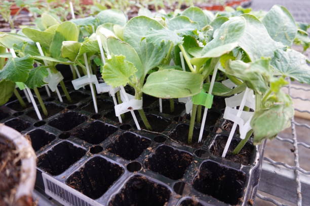istock Green plants growing in tray in greenhouse 2149708448