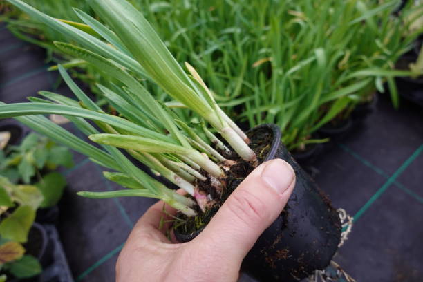istock Unrecognizable person carrying garlic plants in pot 2149708470