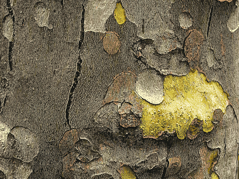 Vector illustration of the texture of the bark of an oriental plane tree or Platanus orientalis in Latin. Natural military background.