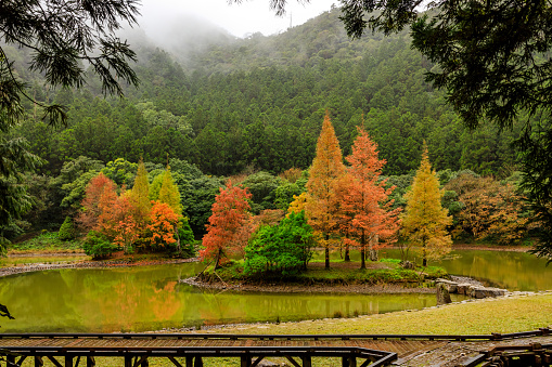 Colorful autumn vibe of bald cypress surrounded by massive green forest and a quiet log pond in the National Mingchi Forest Recreation Area, NE Taiwan.
