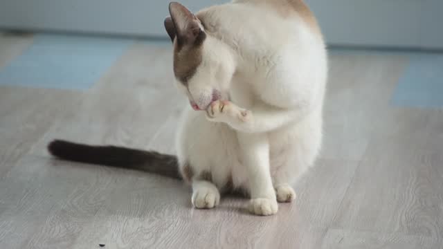 Feline Grooming Routine: Elegant Siamese Cat Cleaning Itself Indoors