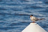 River bird tern on a navigation buoy in the middle of the river.