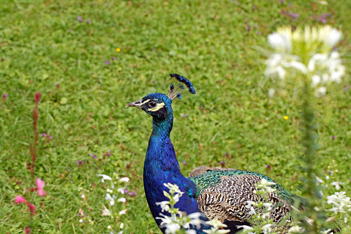 Blue peacock in the meadow