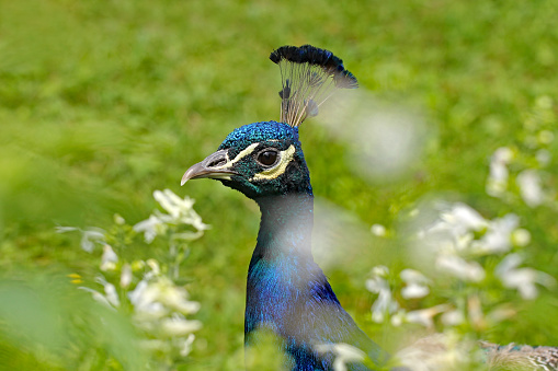 Closeup of the head of a male Indian peacock